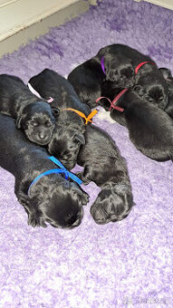 Černá štěňátka labradora s PP - 1