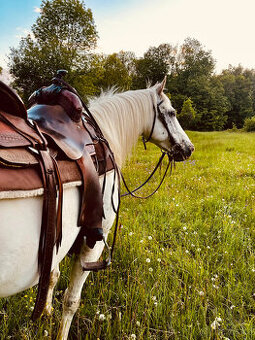 Appaloosa klisna z prověřeného původu