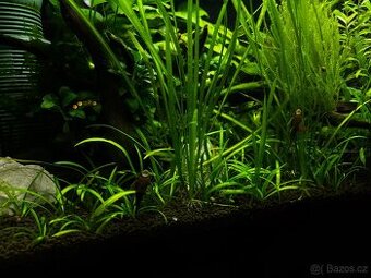 Akvárium 54l