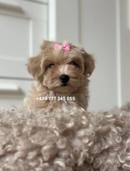 Maltipoo Caramel, fenka NANA