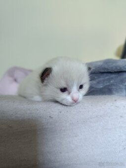 Ragdoll čistokrevná koťata bez papírů
