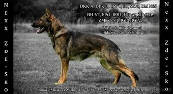 Nabídka krytí - Německý ovčák