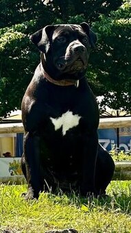 American Bully XL