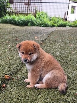 Prodej shiba s PP