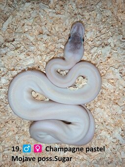 Krajta královská mláďata 2025 Celá ČR / SK Nejlepší CENY - 1