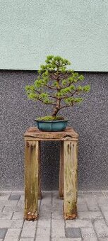 Bonsai, bonsaj borovice