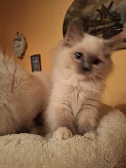 Nádherný Ragdoll kocourci