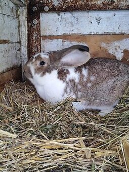 Prodám samce a samici