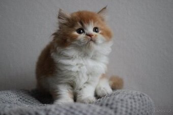 Britský kocourek s PP