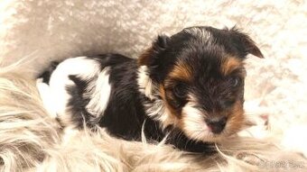 Biewer a black and tan Yorkshire Terrier s rodokmenem PP