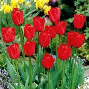 Tulipán červený 5 ks cibulek