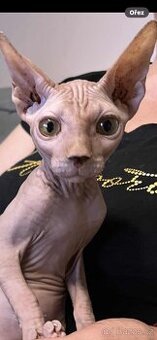 Kanadský sphynx bez PP - 1