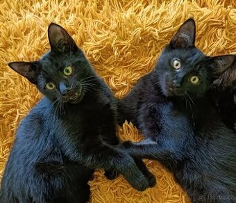 KASTOR a KREÓN - kocourci, koťata