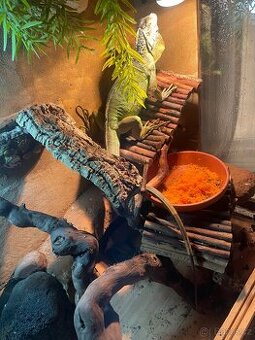 Leguán zelený + terárium a vybavení