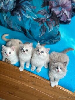 Koťátka Ragdoll s PP