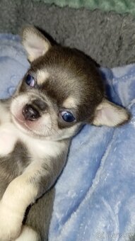 Čivava krátkosrstí pejsci