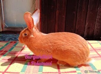 BURGUNDSKÝ králík s PP - SAMEC jt4 ⭐️⭐️⭐️