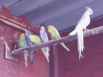 Prodál andulky po výstavních rodičích .