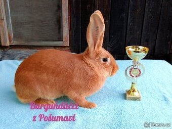 BURGUNDSKÝ králík s PP-SAMIČKA DO VÝSTAVNÍHO CHOVU ja ⭐️⭐️⭐️