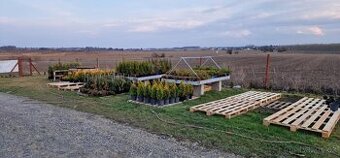 Prodám Zahradnictví