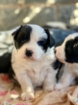 Top štěňata Border kolie s PP