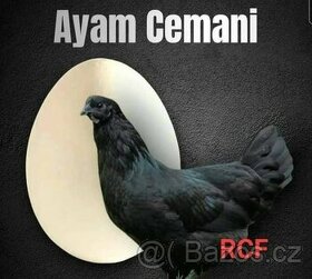Násadová vejce a kuřátka Ayam Cemani