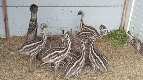 Pštros Emu - kuřata