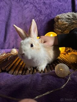 Králíček 🐰 zakrslý