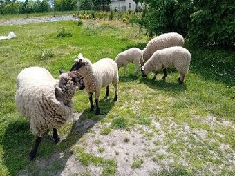 jehně