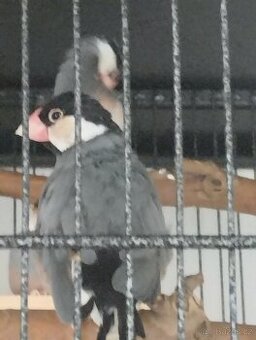 Ptactvo - 1