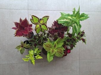 Africká Kopřiva/ Coleus