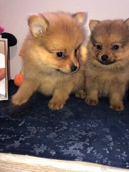 Pomeranian