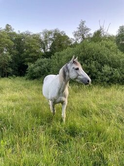 Skvělý koník - větší pony valach
