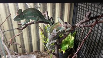 Chameleony, pár-samec a samica plus vybavenie