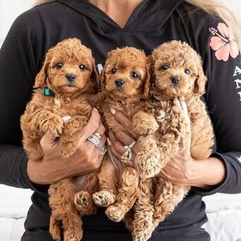 Maltipoo