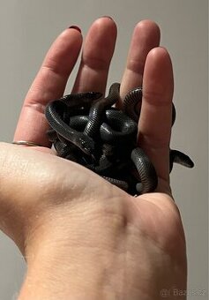 Užovka domací 🐍🖤