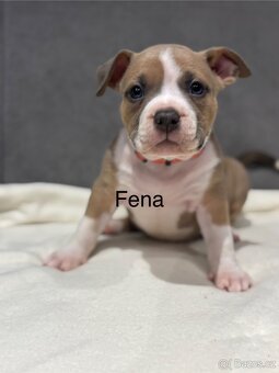 American Bully pocket