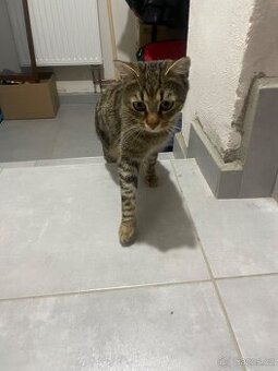 Hledáme domov pro  kocourka 🐾