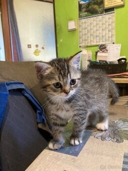 Daruji křížena kotata