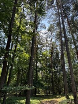 Prodám lesní pozemky v k.ú. Nesměň u Ločenic