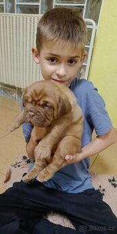 Bordeauxská doga, štěňata