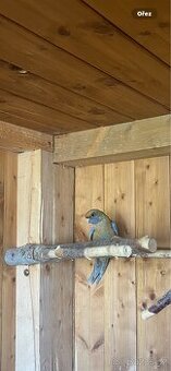 Rosela penant samice rok 2025