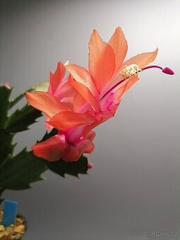 Schlumbergera - Vánoční kaktus: Thor Olivia (řízek)