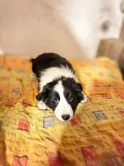 Border kolie - fenka - 1