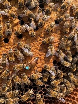 Vyživované včelí oddělky a včelstva.