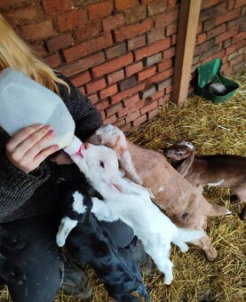 Ujmu se nechtěných mláďat