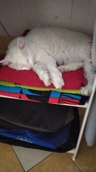 Daruji do dobrých rukou kočku