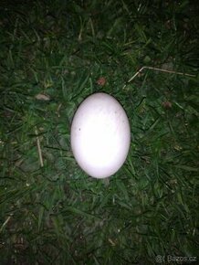 Kachní Vajíčka od Ruanské Kachny