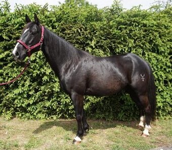 AMERICAN PAINT HORSE