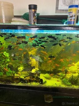 Akvarijni rybičky